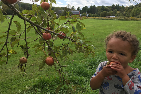 town orchard1